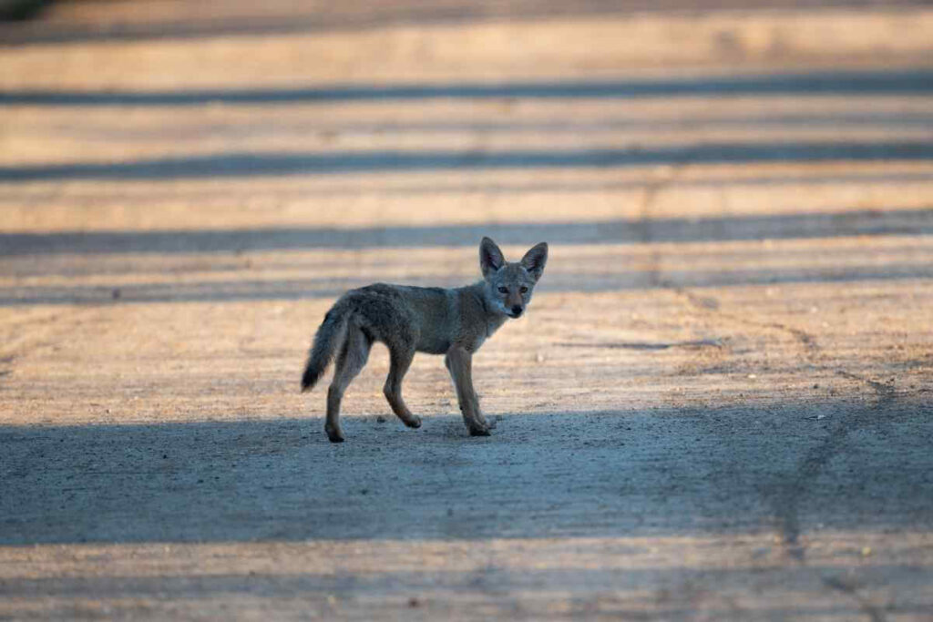 Keeping Coyotes as Pets: Is it Possible?