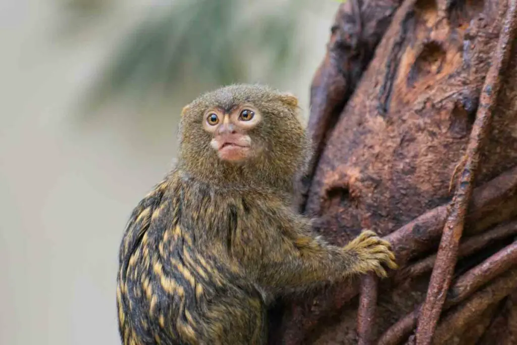 Owning finger monkey