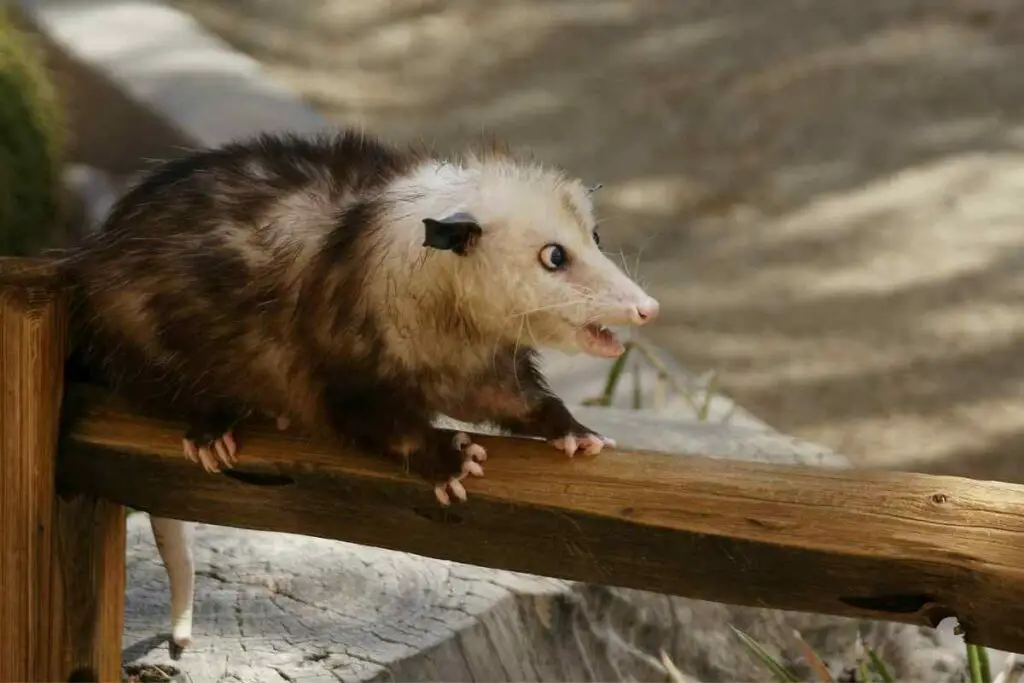 Possum teeth