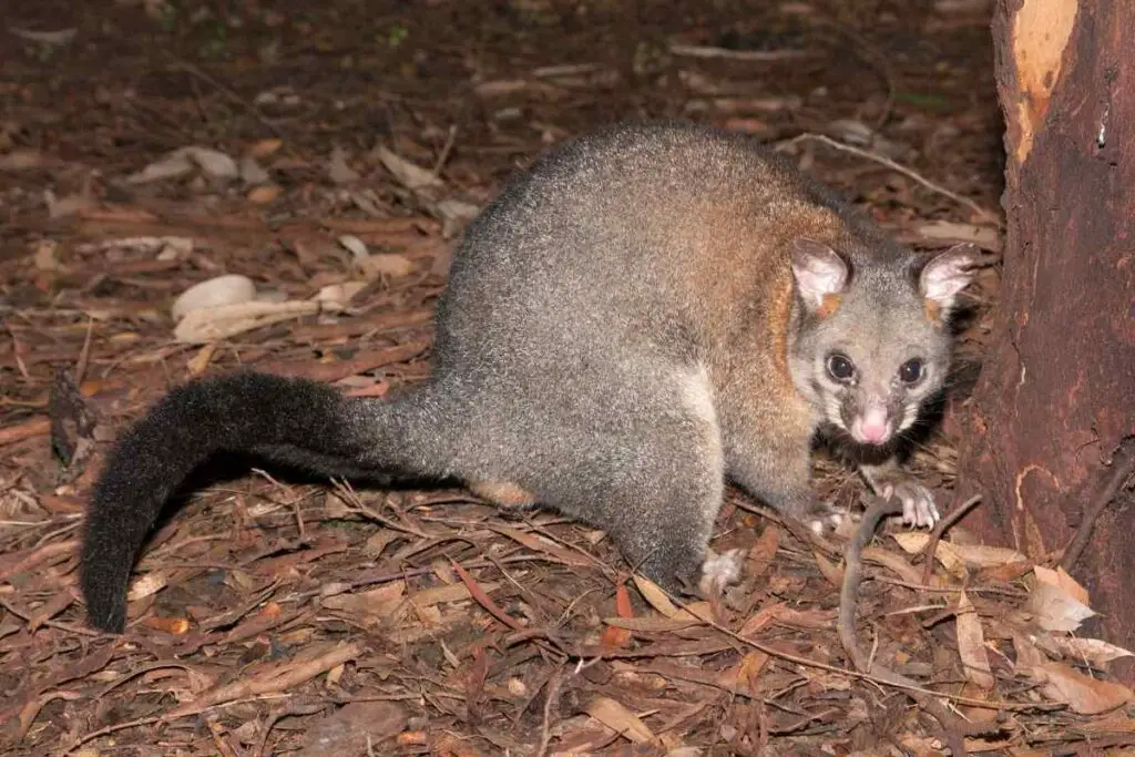 Possum at night