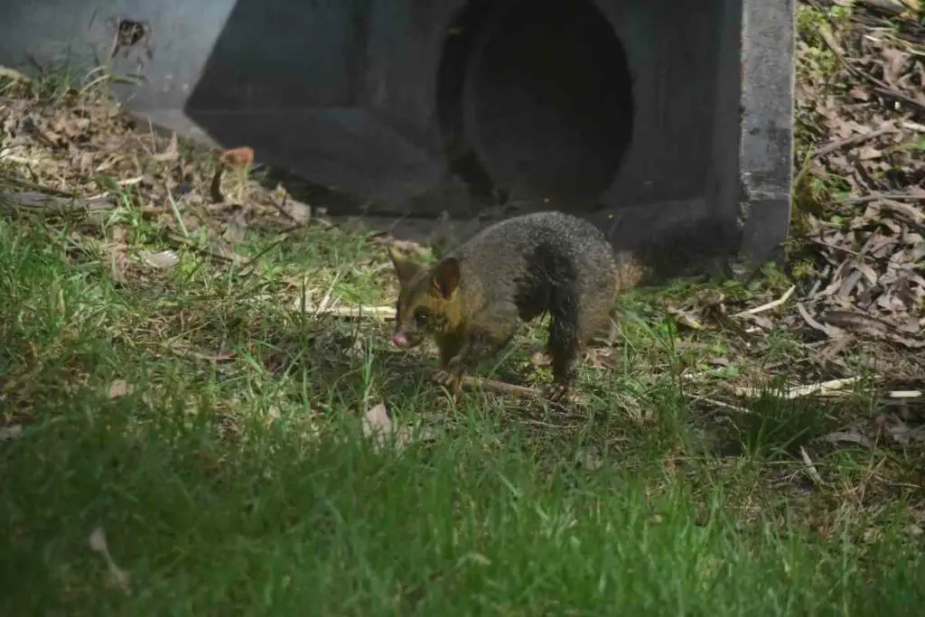 Possums eat bird seed at night