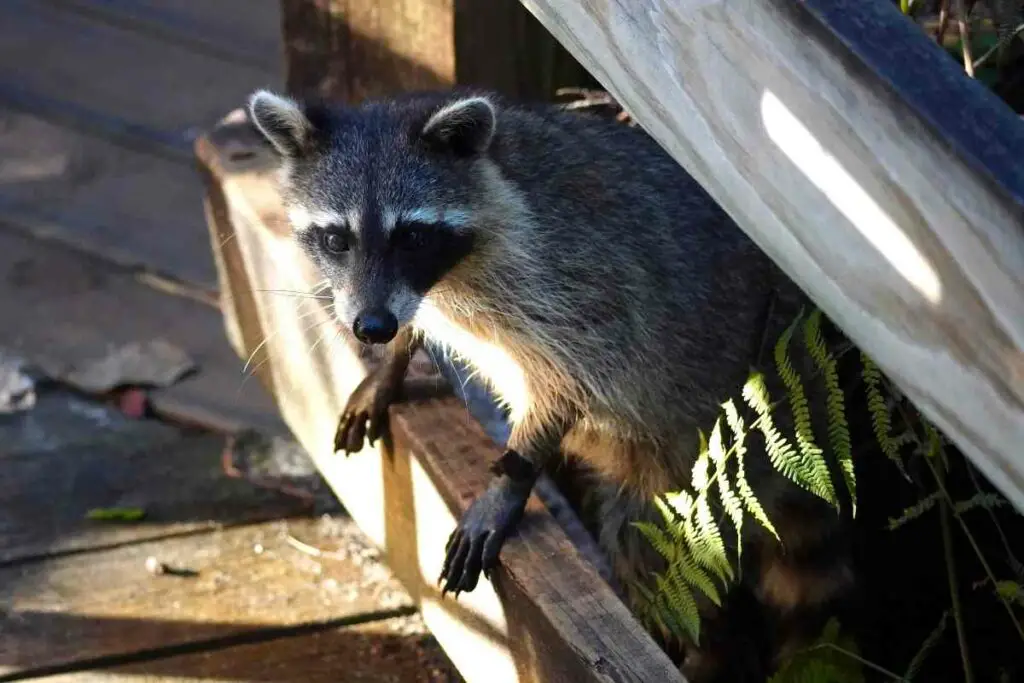 Raccoons attack birdfeeder at night