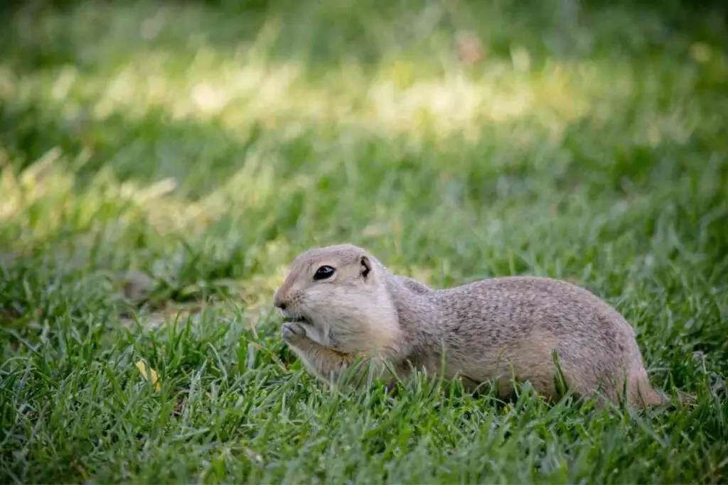 Rodents eat bird seed at night