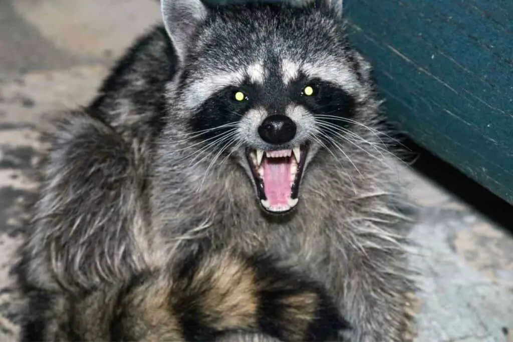 How Can I Scare Away Raccoons?