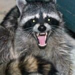 How Can I Scare Away Raccoons?