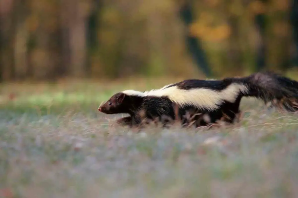 Skunks running around