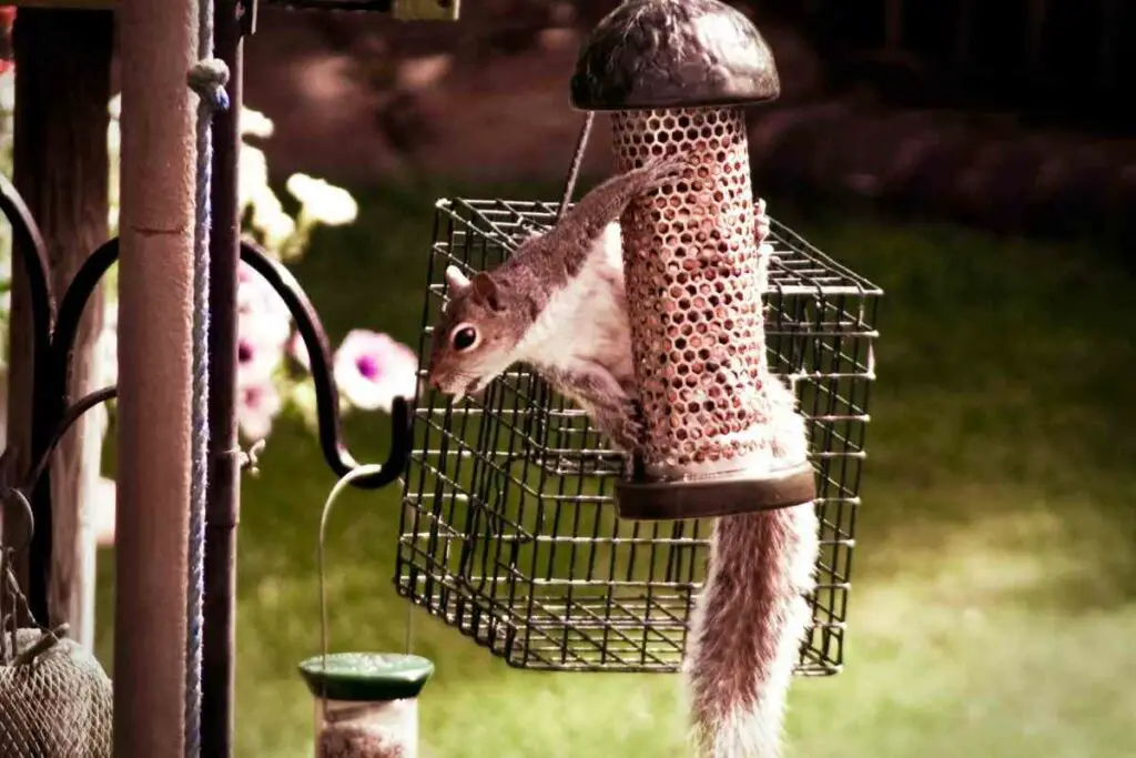 Squirrels attacking bird seed