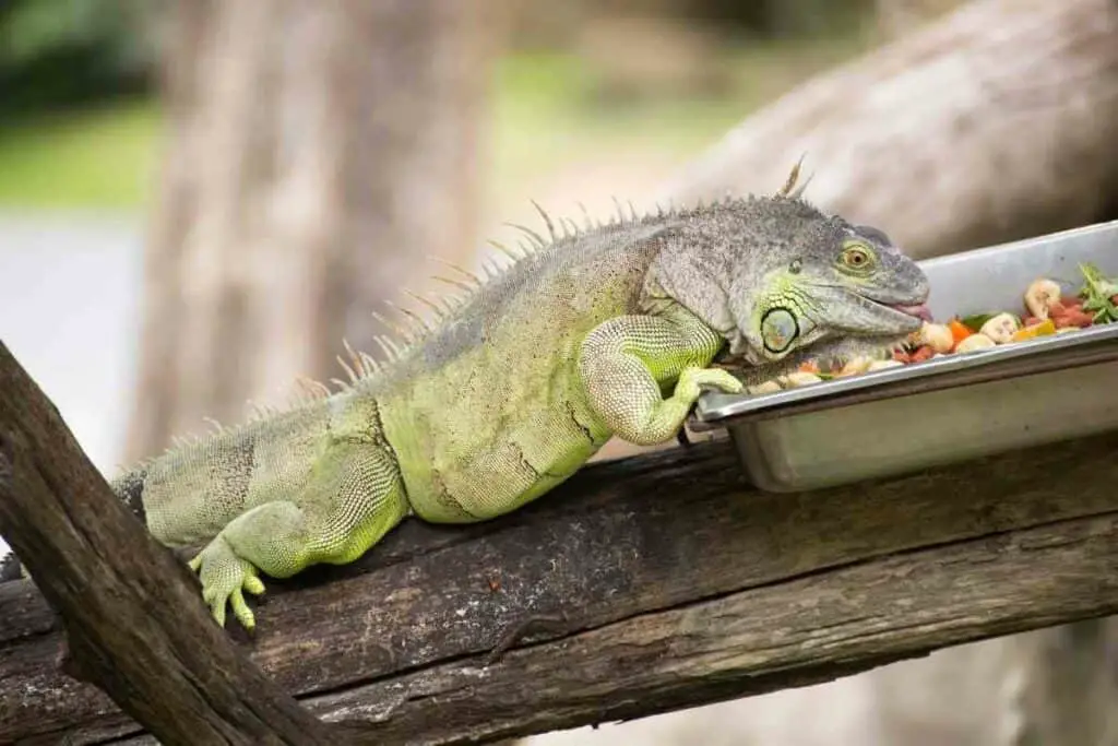 Should I Cook My Iguana's Vegetables?