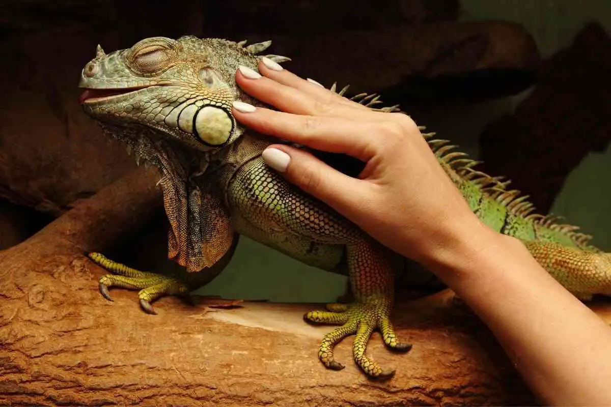What Should I Feed My Iguana?