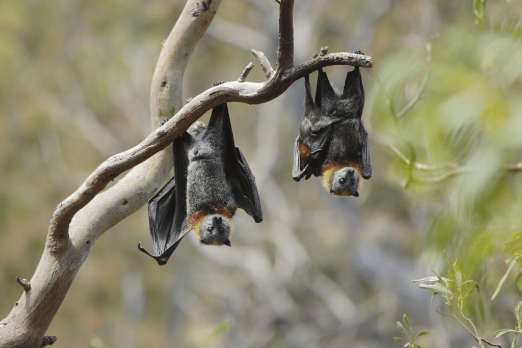 Bats Hanging from A Tree