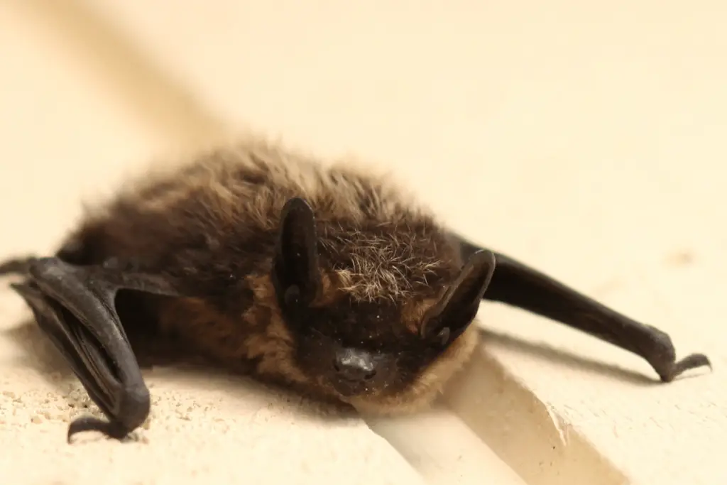 Bat on the ground