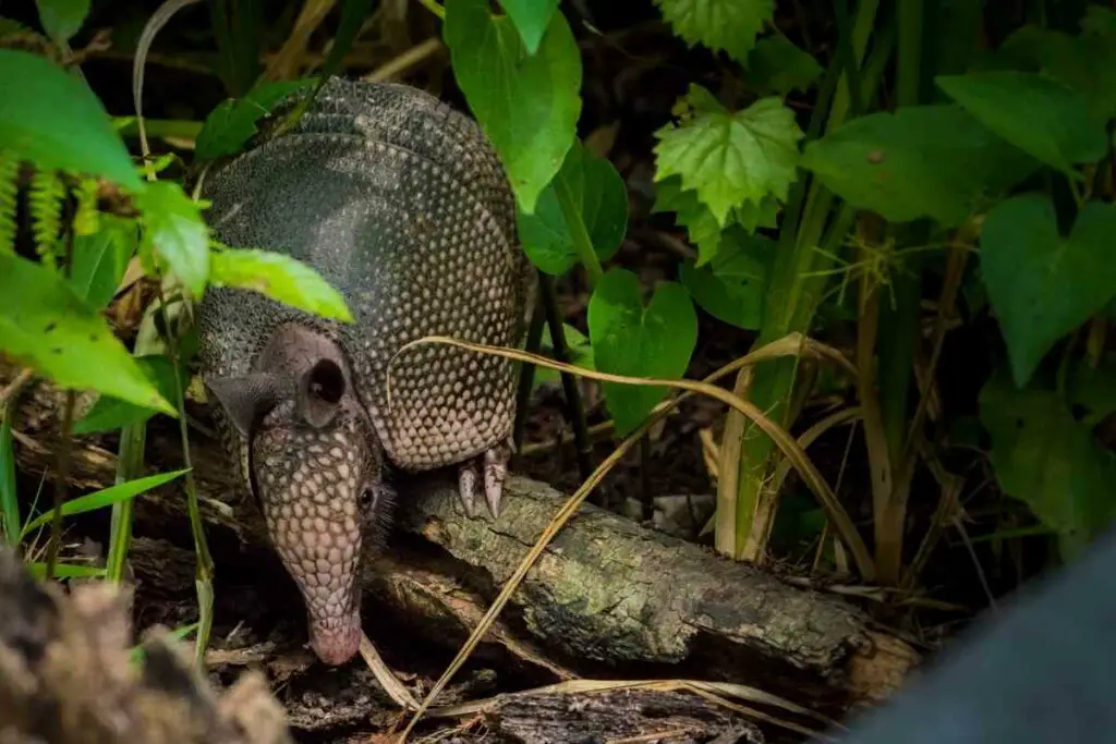 Get rid of Armadillos in Florida