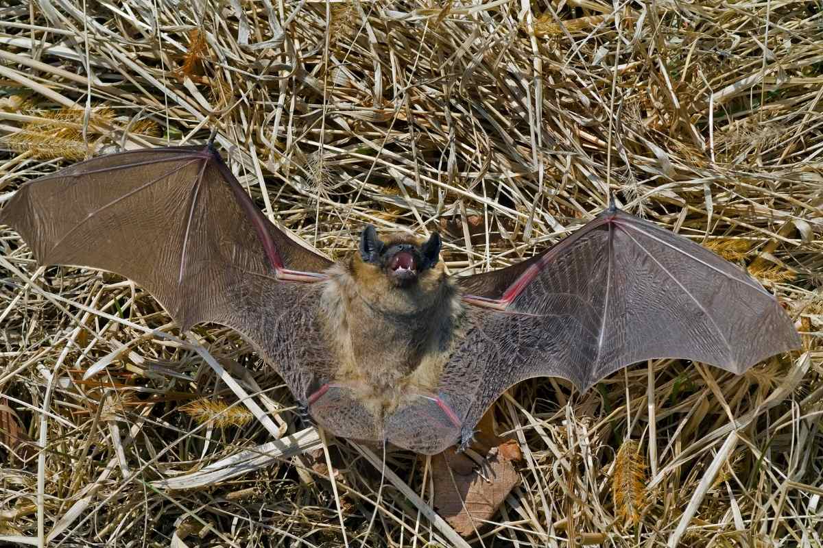Can Bats Take off from the Ground?