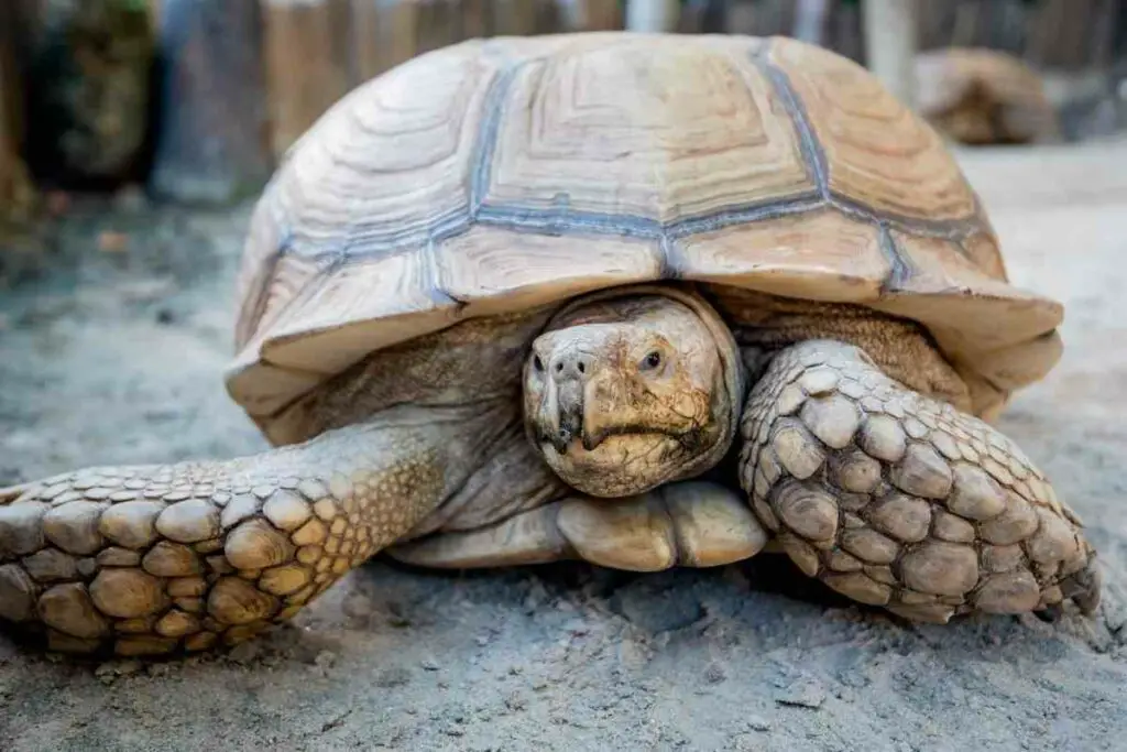 Sulcata Tortoise