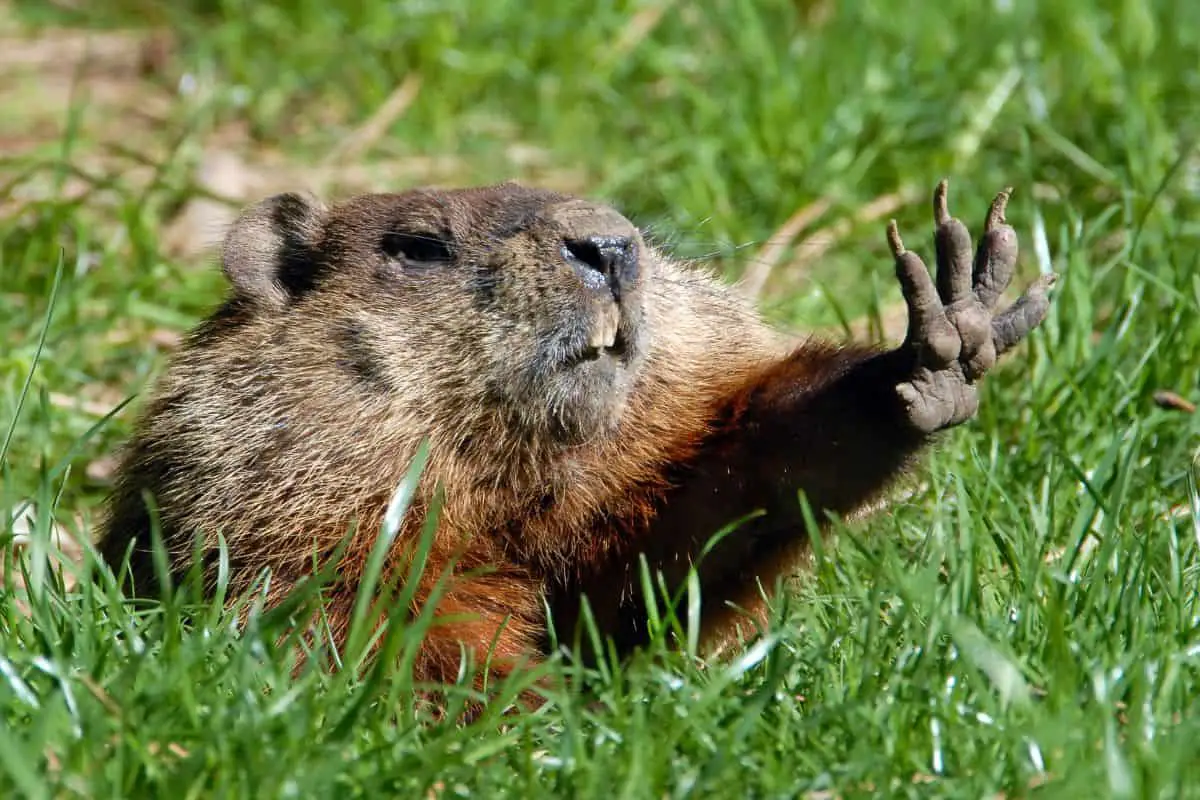 Picture of a Groundhog