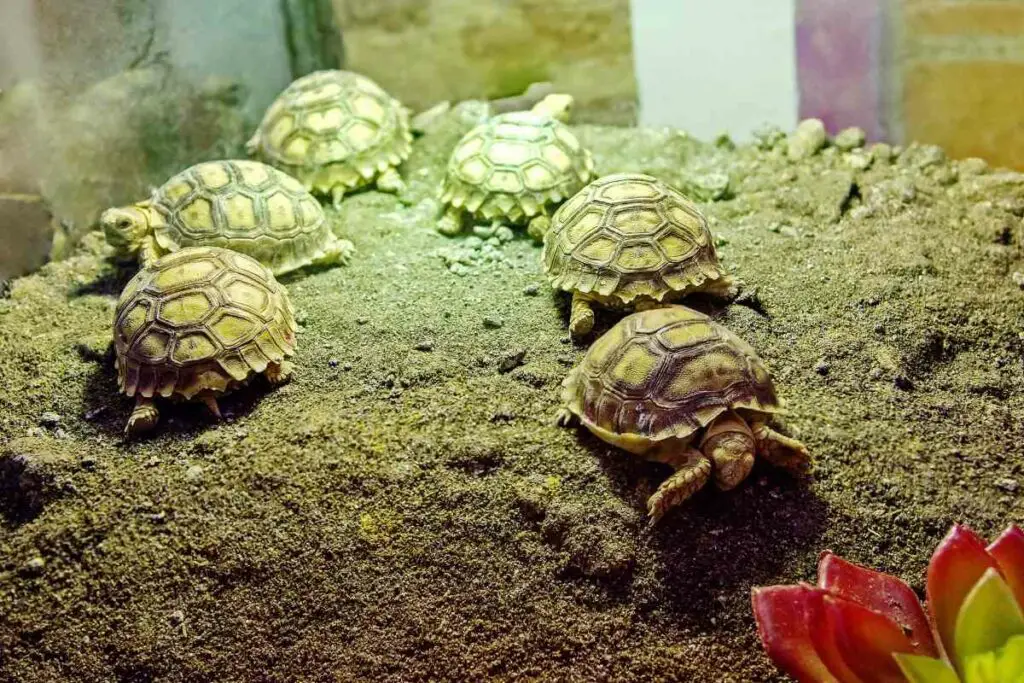 young African spurred tortoise