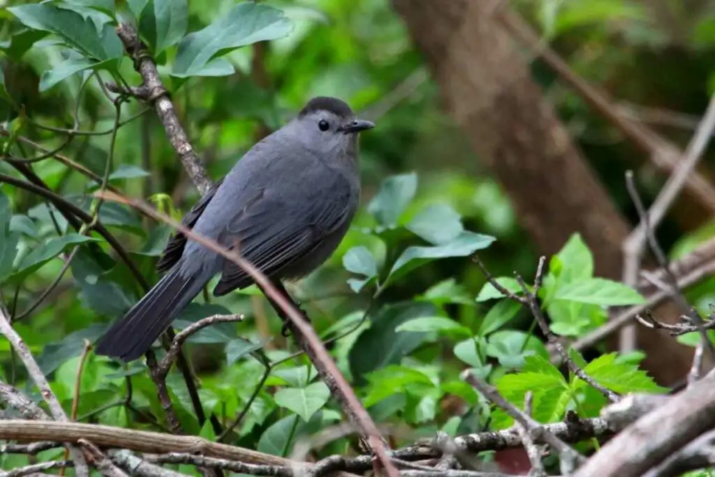 Gray Catbirds