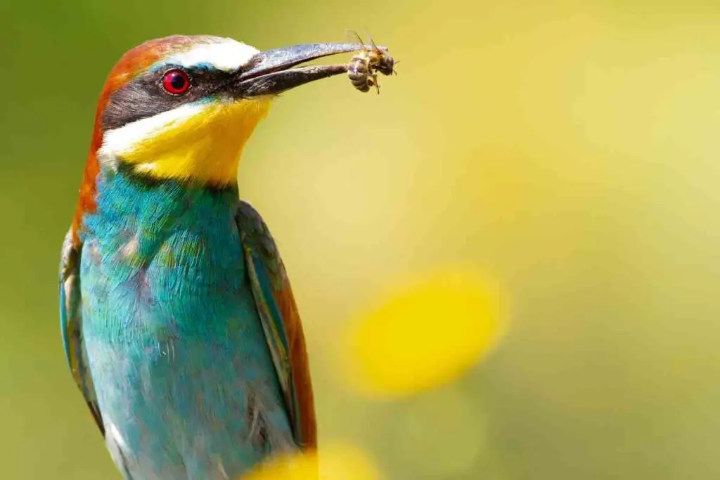 The European Bee Eater 