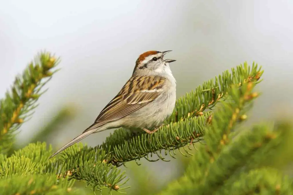 Chipping Sparrow