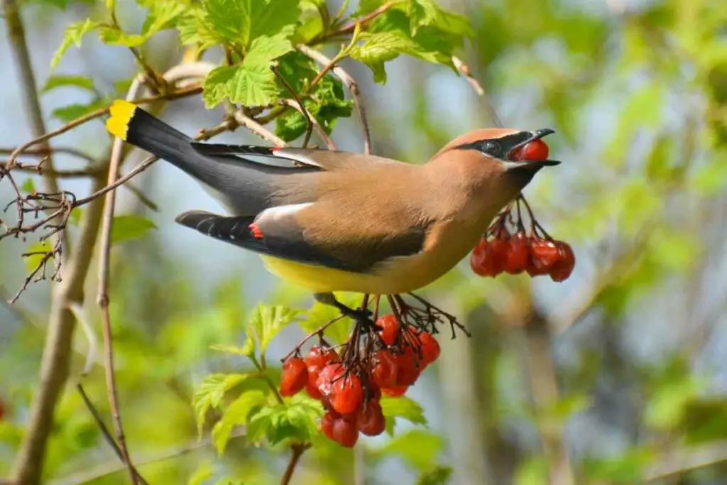 The Cedar Waxwing