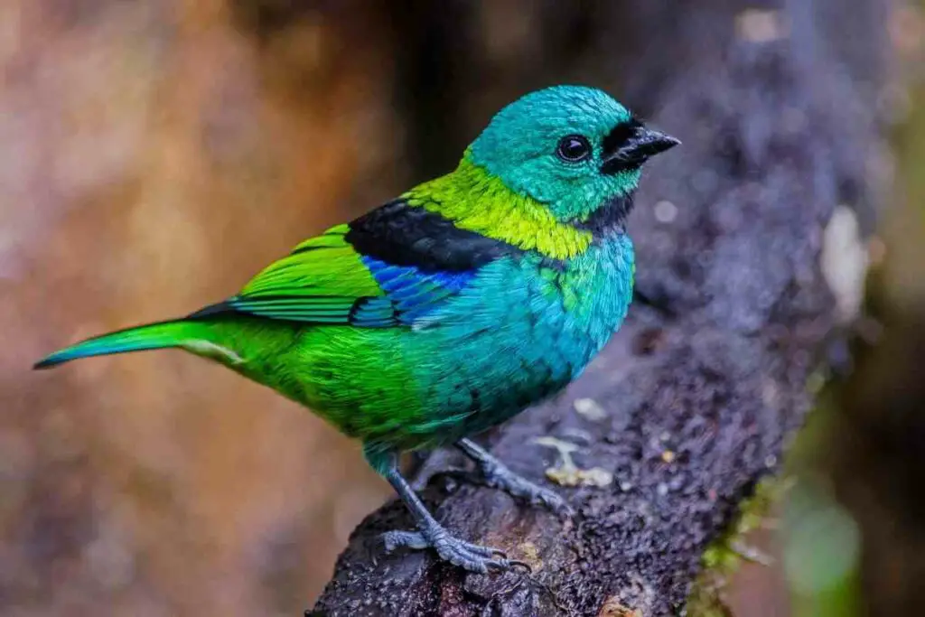 Green-headed Tanager