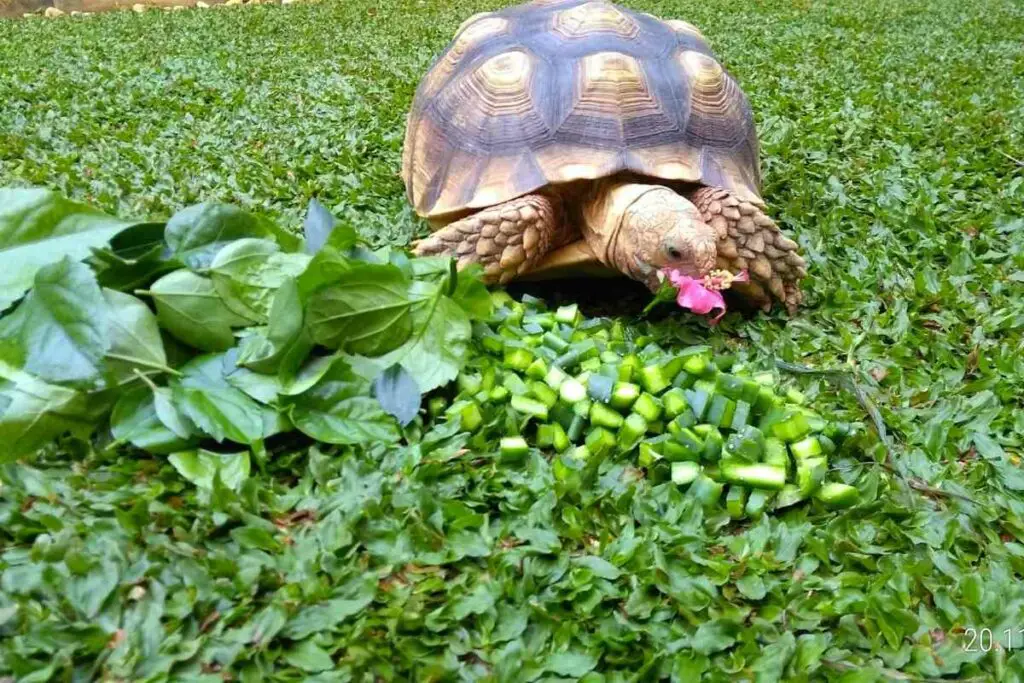 feeding Sulcata Tortoise