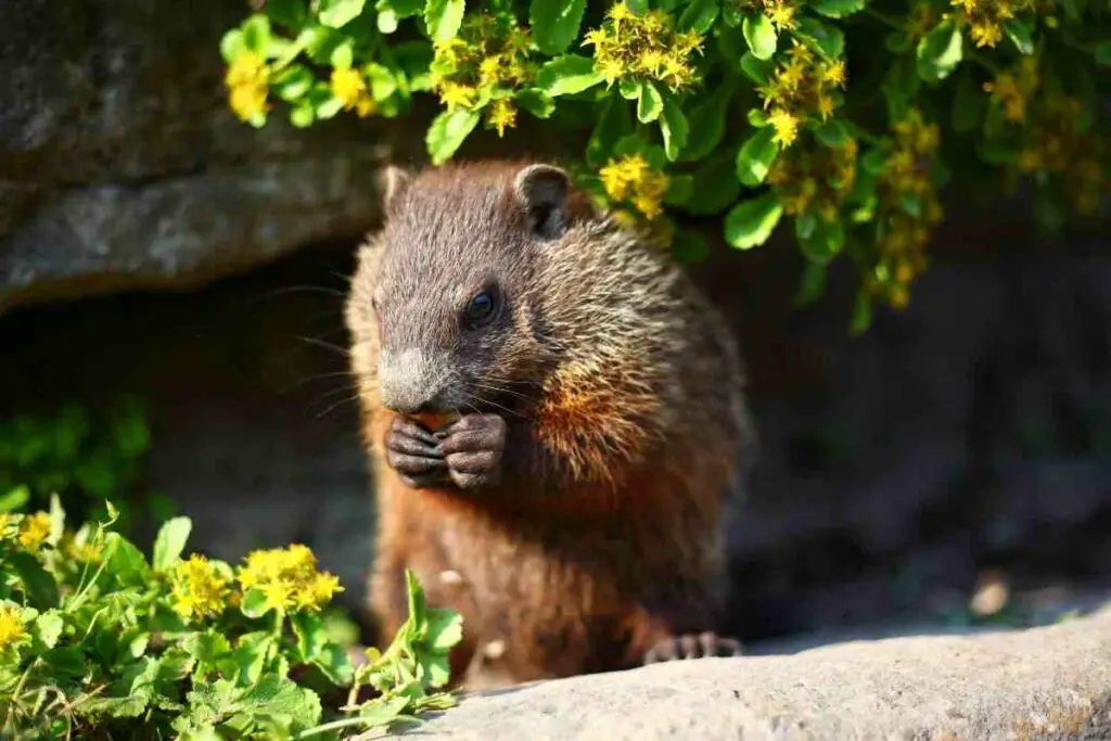 GROUNDHOG EATING