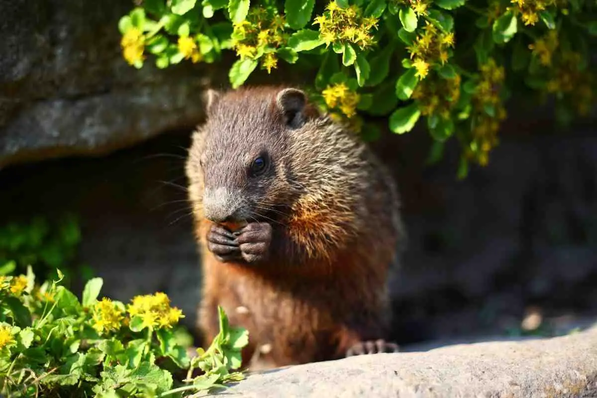 Will Groundhogs Eat Cat Food?