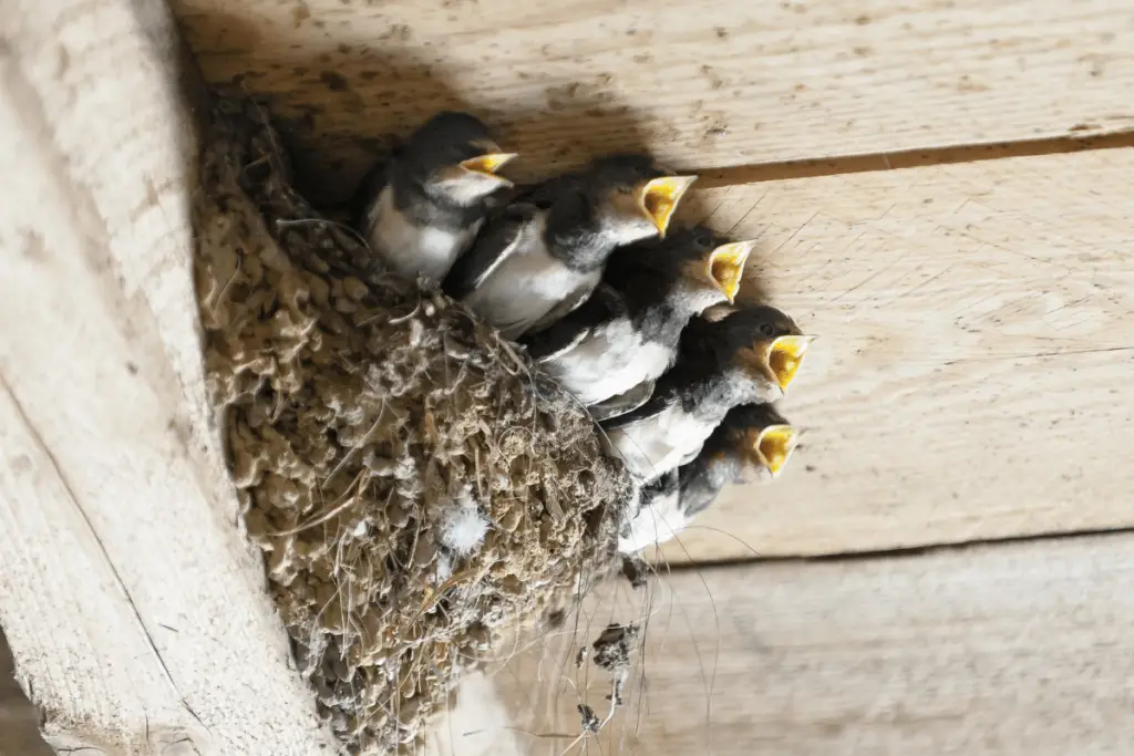 Swallow Nest with Baby Birds Attached to Roof