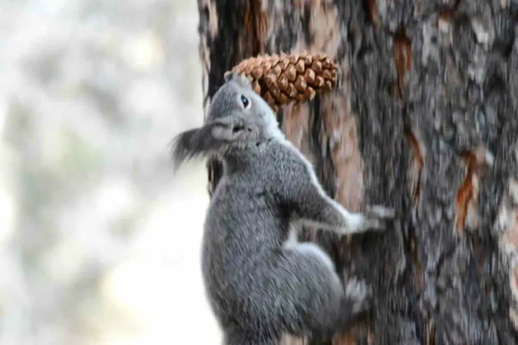 Abert's squirrel climbing