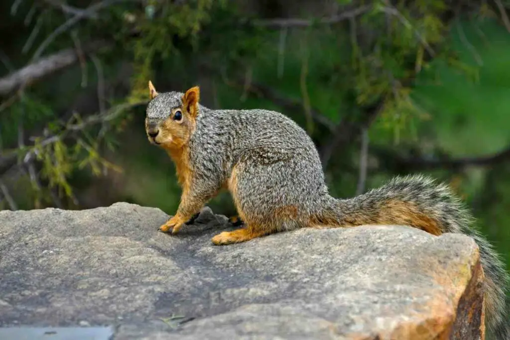 American Red Squirrel type