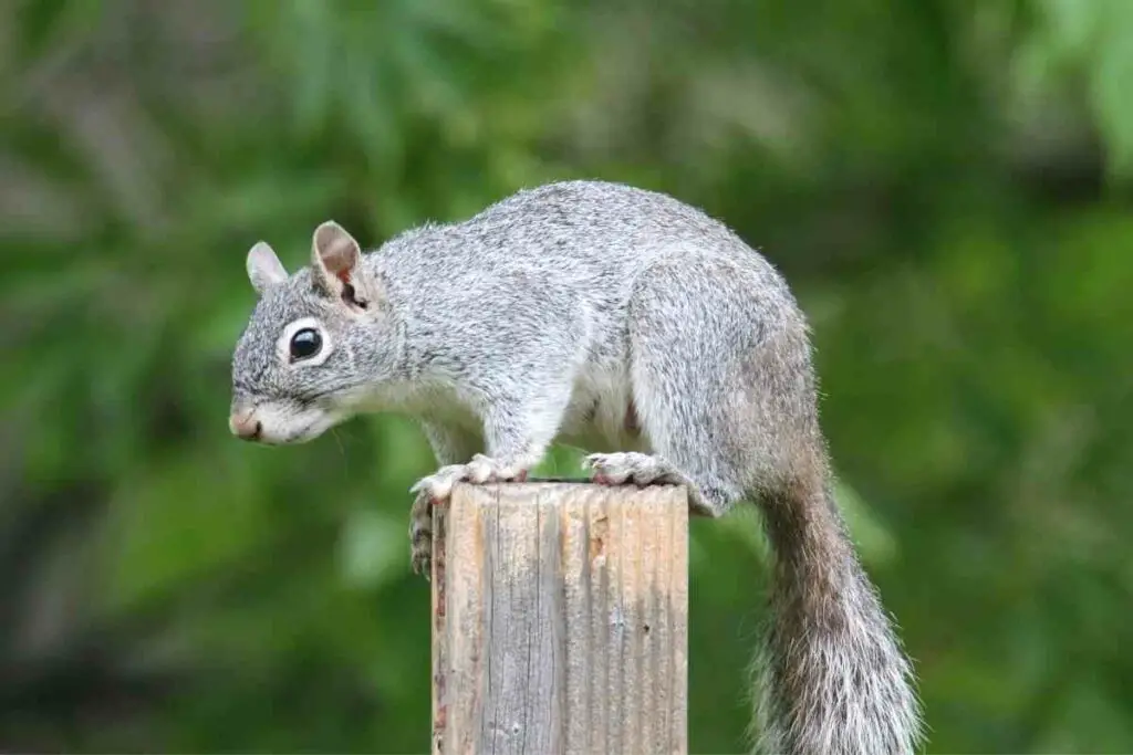 Arizona Gray squirrel on a pole