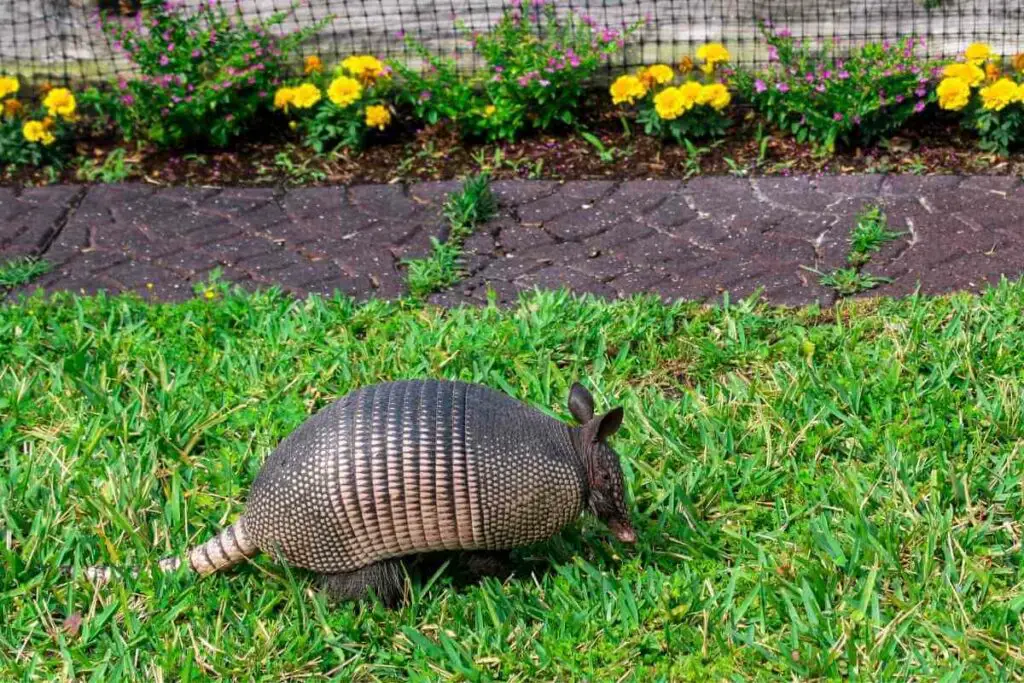 Are Armadillos Good Hunters?