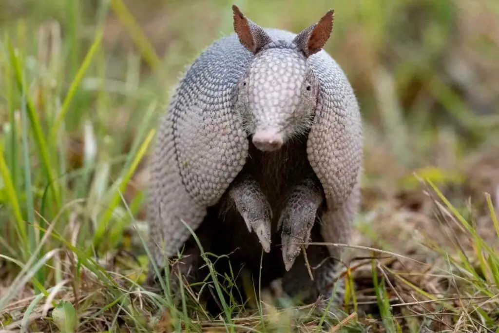 are armadillos nocturnal