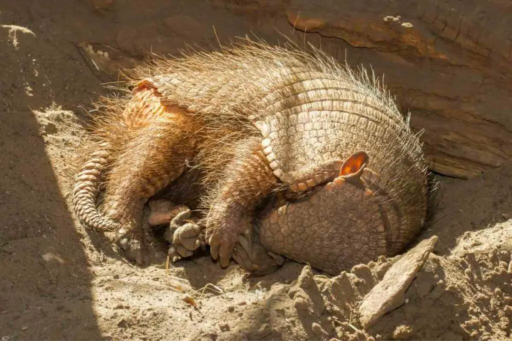 Do Armadillos Play Dead?