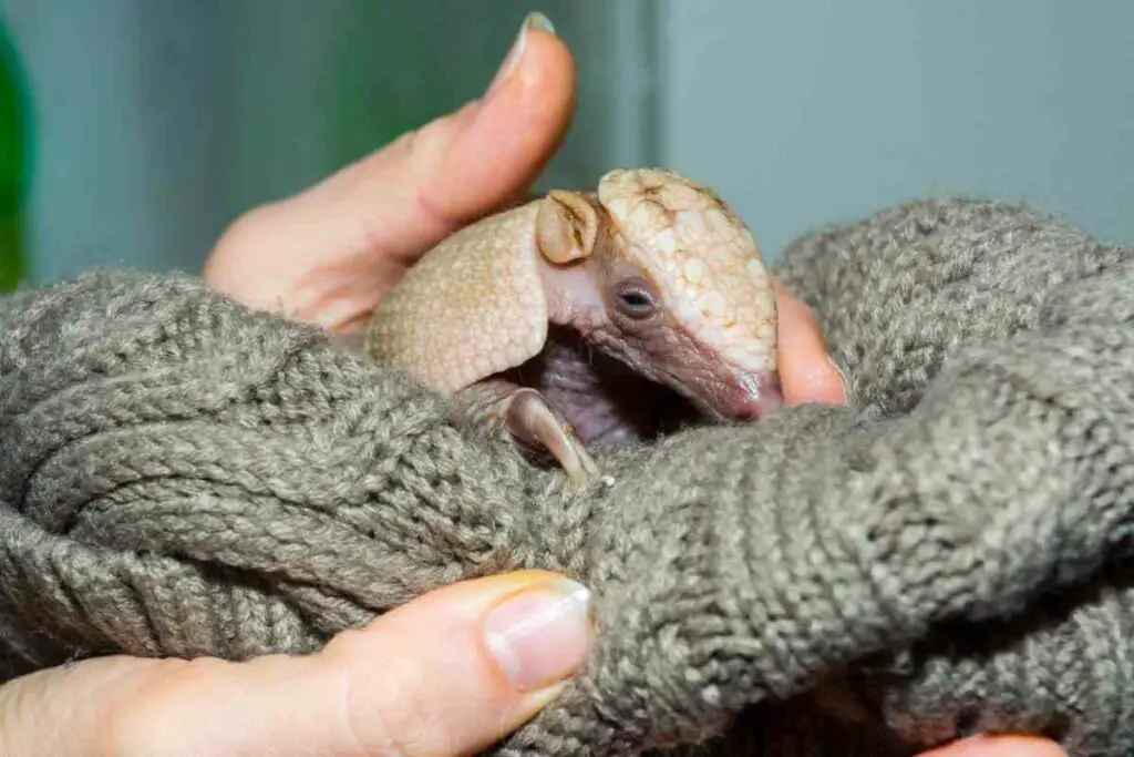 Are Armadillos Good Moms?