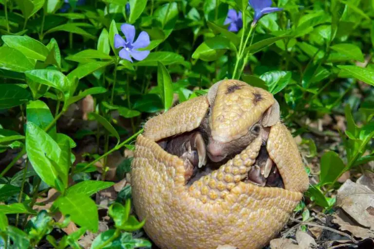 Are Armadillos Friendly? 7 Armadillo Behavior Facts Hutch and Cage