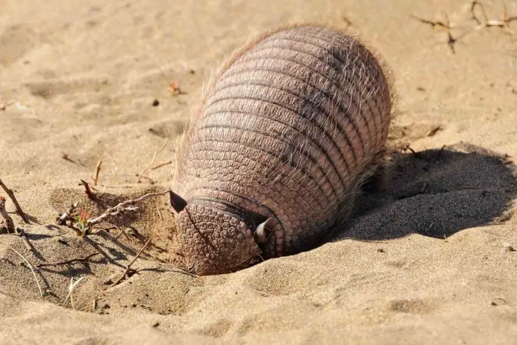 How Do Armadillos Dig Their Burrows?