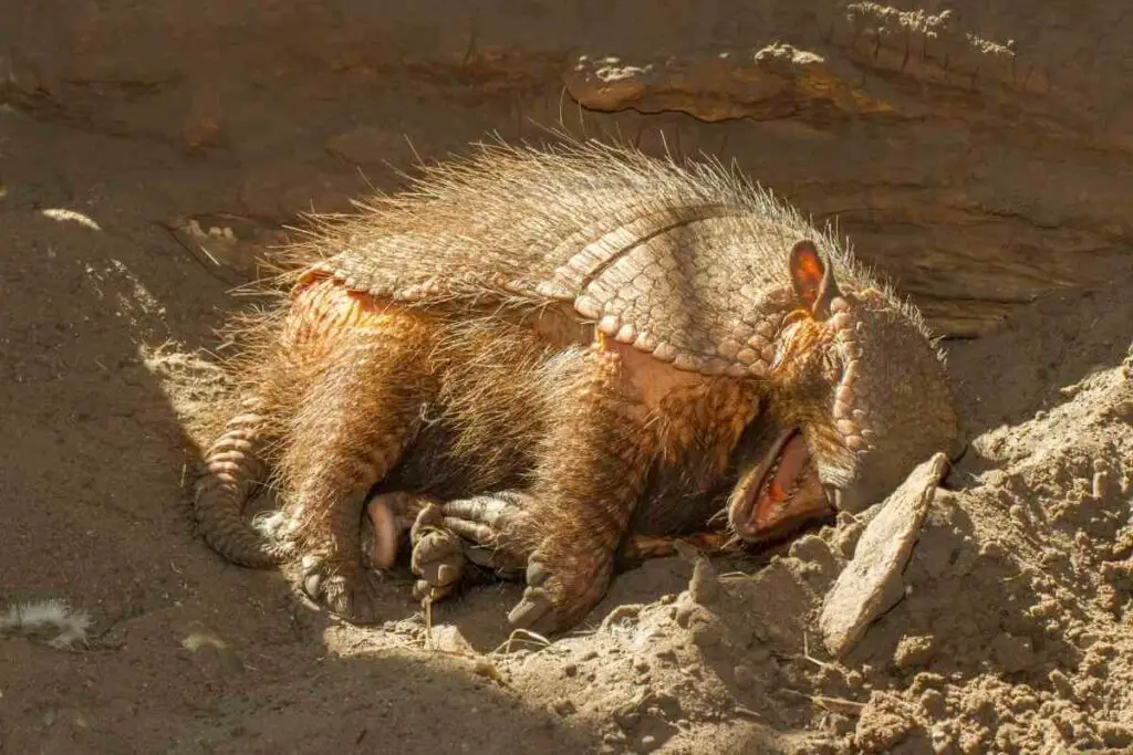 How Many Hours a Day Do Armadillos Sleep?