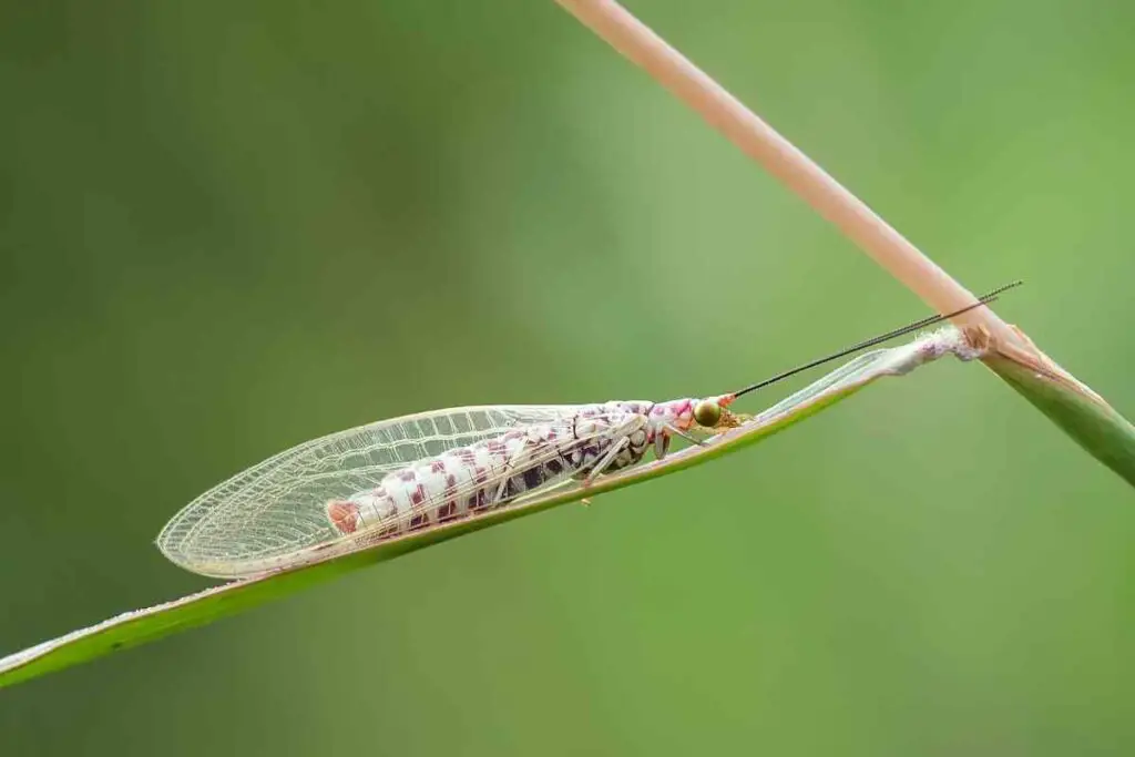 Attracting lacewings to your garden