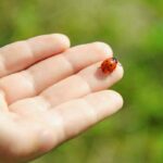 How To Attract Ladybugs