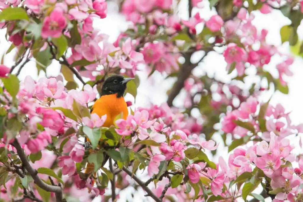 Attractive Oriole on a tree