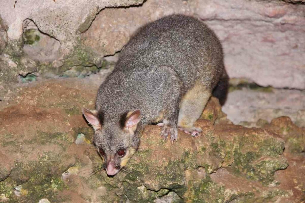 Australian Possum climbing
