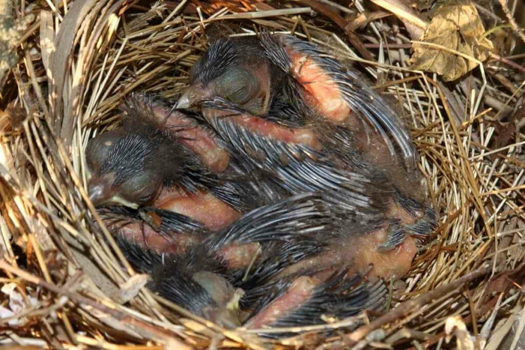 How Does a Baby Cardinal Diet Differ from an Adult Cardinal Diet?
