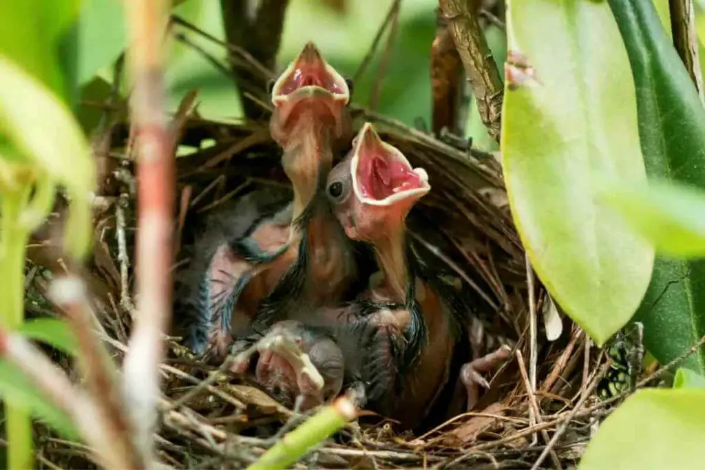 What Types of Insects and Bugs Do Baby Cardinals Eat?