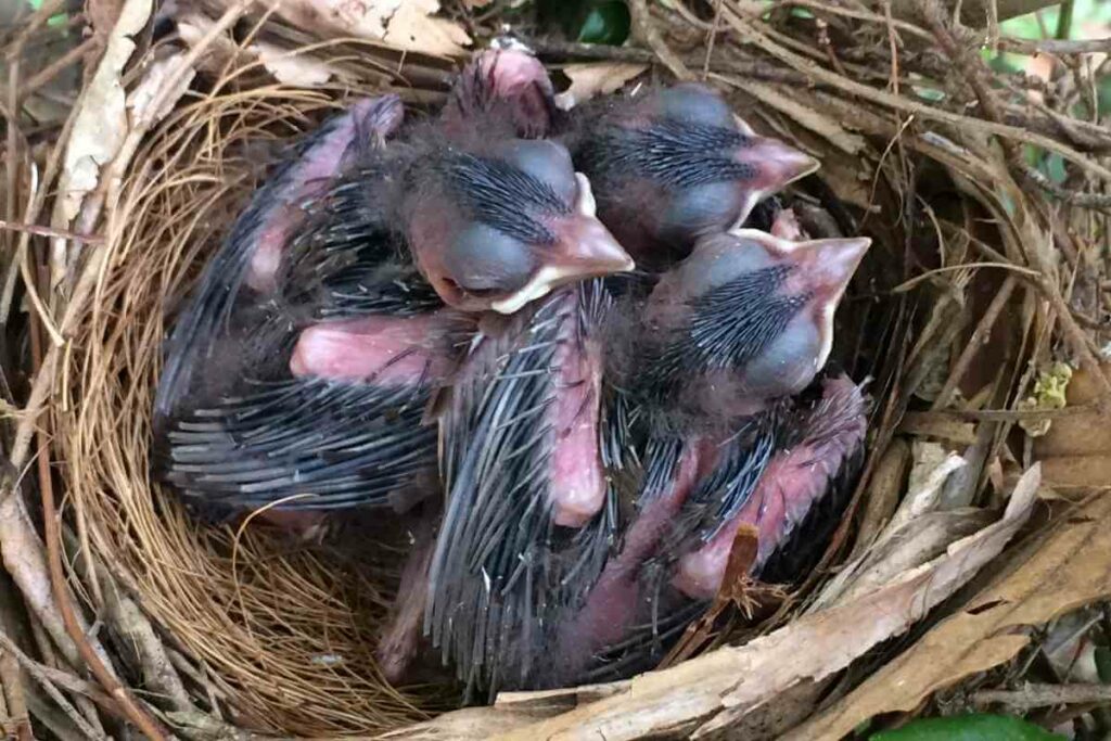 What Types of Seeds Do Baby Cardinals Eat?