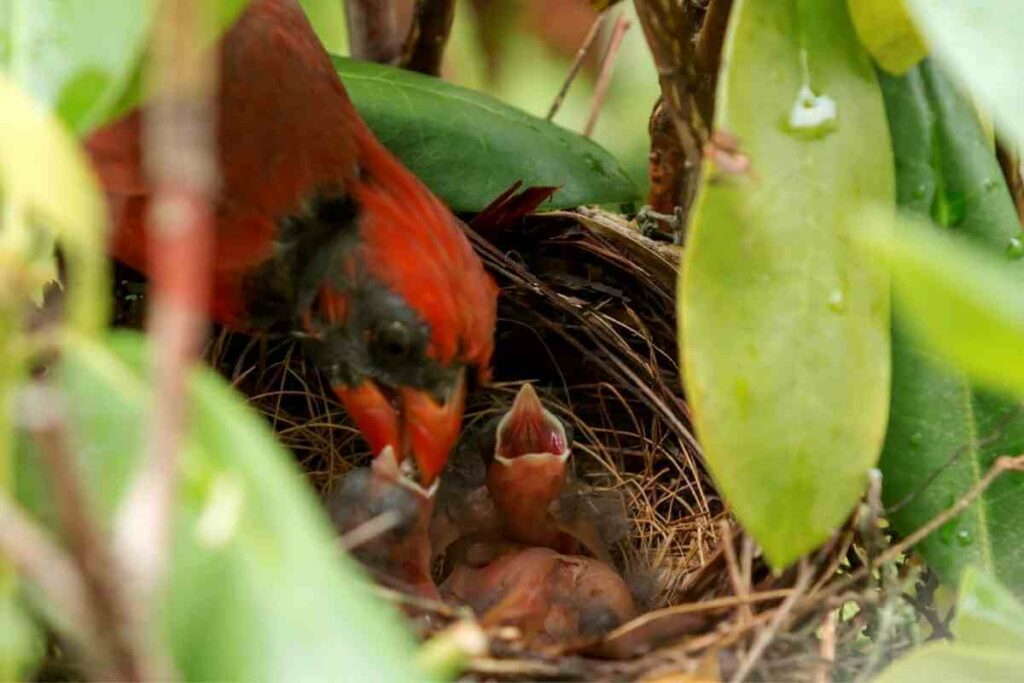 What Do Baby Cardinals Eat? Baby Cardinal Diet Explained