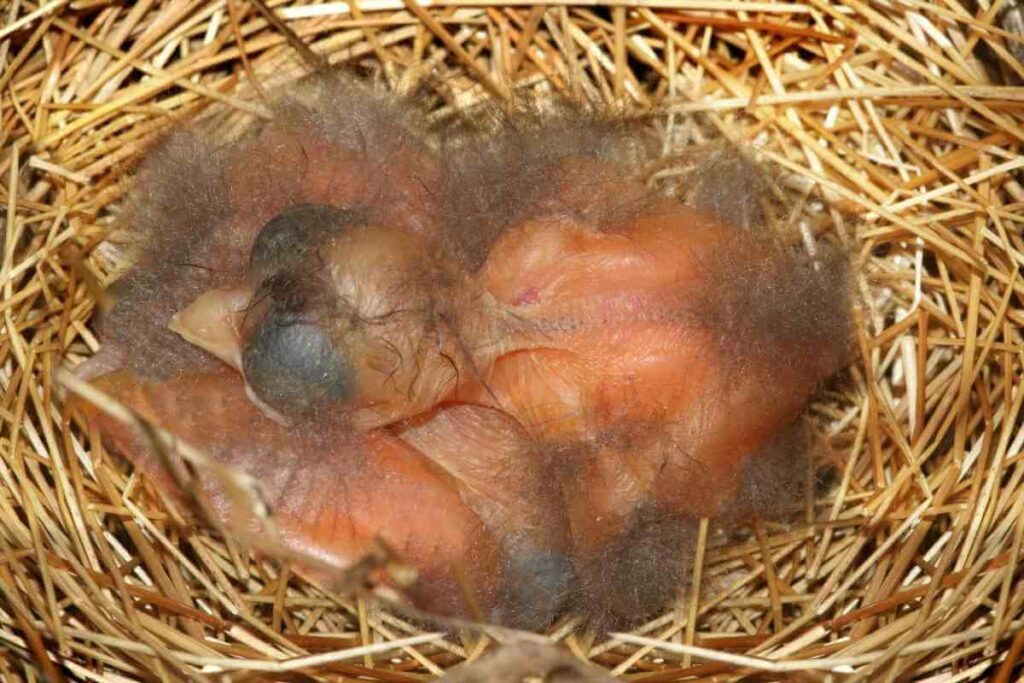 Nutrients for baby cardinals