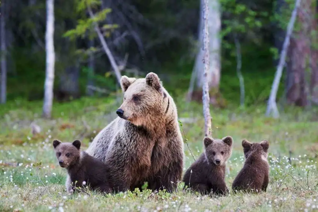 Why Are Bears Attracted to Hummingbird Feeders?