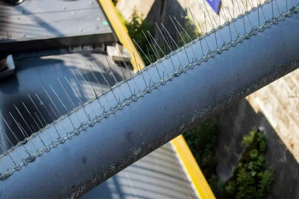 Bird spikes around house